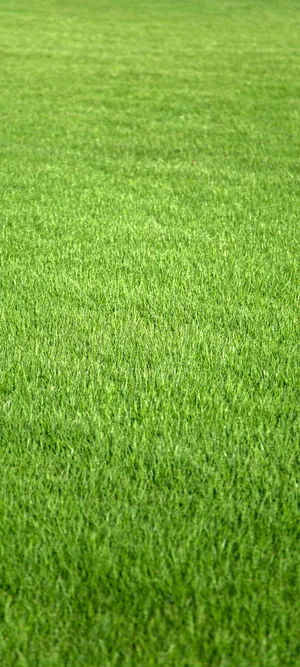 A Bright, Tropical Beach On A Sunny Day Wallpaper