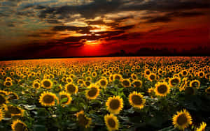 A Bright Yellow Sunflower Against A Blue Sky, Blooming In The Summer Sun. Wallpaper