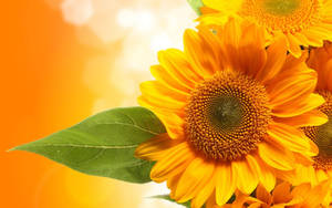 A Bright Yellow Sunflower In A Natural Field, Symbolizing Hope And Happiness. Wallpaper