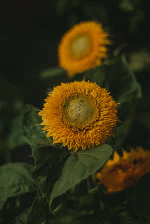 A Bright Yellow Sunflower Standing Out In Contrast To A White Wall. Wallpaper