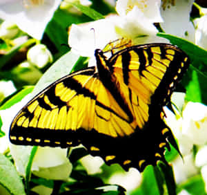 A Brightly-colored Butterfly Flying Through The Air Wallpaper