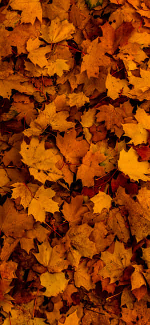 A Brilliant, Orange Autumn Leaf Glimmering In The Sun Wallpaper