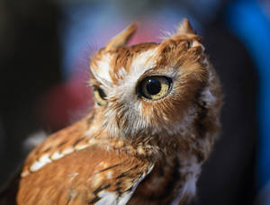 A Brown Baby Owl Gazing Upward Wallpaper