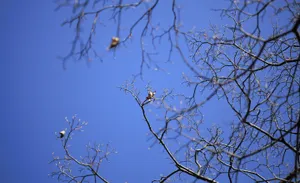 A Brown Bear Peacefully Hibernating In A Den During Winter Wallpaper