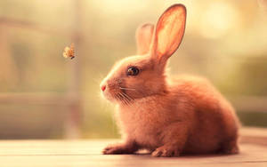 A Brown Bunny Enjoying A Captivating Butterfly Wallpaper