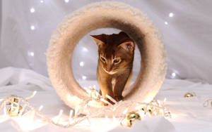 A Brown Cat Basks In The Sunlight, Looking Contentedly Out Of Frame Wallpaper