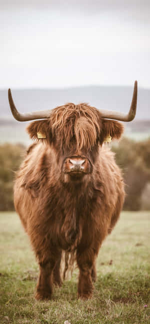 A Brown Cow Grazing In A Green Field Wallpaper