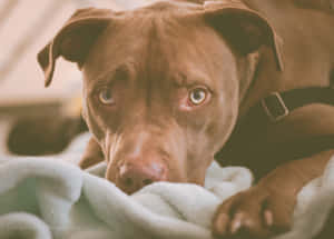 A Brown Dog Laying On A Blanket Wallpaper