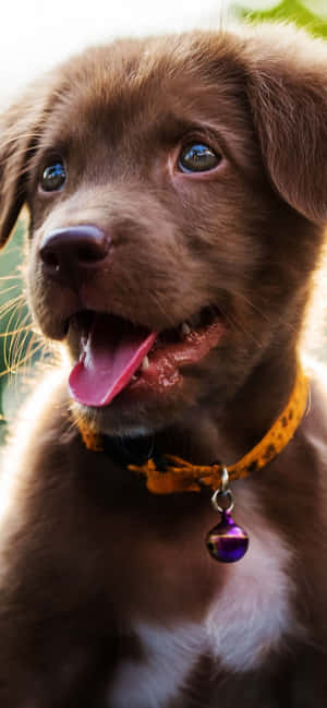 A Brown Dog With A Purple Collar And Tongue Wallpaper