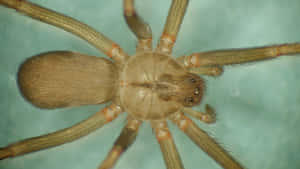 A Brown Recluse Spider On A Leaf Wallpaper