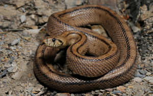 A Brown Snake In The Wild Showing Its Stunning Detailed Scales Wallpaper