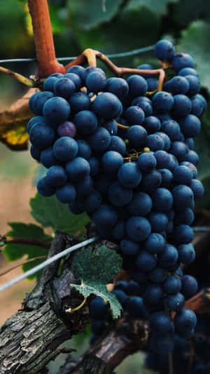 A Bunch Of Black Grapes Hanging From A Vine Wallpaper