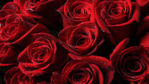 A Bunch Of Red Roses Wallpaper