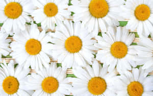 A Bunch Of White Daisies On A Green Background Wallpaper