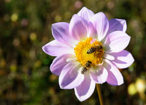 A Busy Bee Colony During Springtime Wallpaper