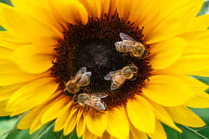 A Busy Spring Bee Collecting Pollen On A Flower Wallpaper