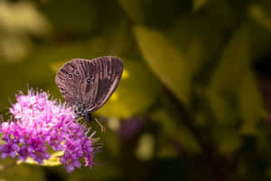 A Butterfly Bush In Bloom, Basking In The Sunshine Wallpaper