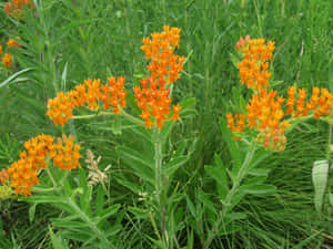 A Butterfly Enjoying Its Time On A Butterfly Weed Wallpaper