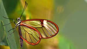 A Butterfly Is Sitting On A Leaf Wallpaper