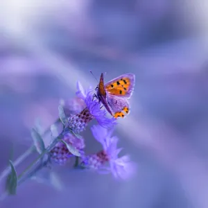 A Butterfly Is Sitting On A Purple Flower Wallpaper