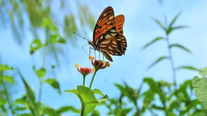 A Butterfly On A Flower Wallpaper