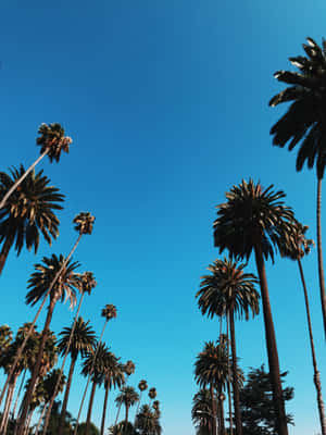 A California Summer Summer Vacation Wallpaper