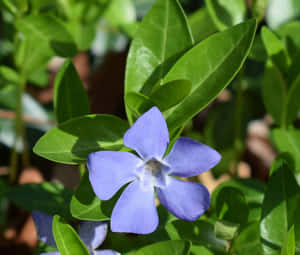 A Calm And Relaxing Periwinkle Blue Wallpaper