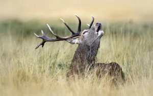 A Calm Round Of Golf Wallpaper