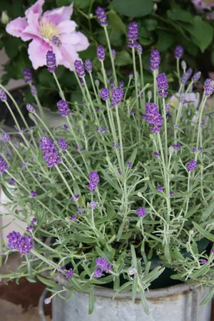 A Calming View Of A Rolling Hillside Painted In A Gentle Lavender Hue. Wallpaper