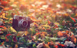 A Camera Is Laying In The Grass With Leaves Wallpaper