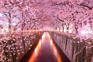 A Canal Lined With Pink Blossoms At Night Wallpaper