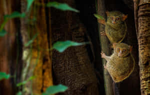 A Captivating Glimpse Of Tarsiers In Their Natural Habitat In Sulawesi. Wallpaper