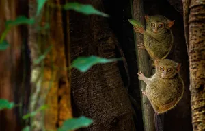 A Captivating Glimpse Of Tarsiers In Their Natural Habitat In Sulawesi. Wallpaper