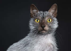 A Captivating Lykoi Cat Staring Intensely With Its Vivid Green Eyes Wallpaper