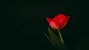A Captivating Minimalist Flower Computer Wallpaper