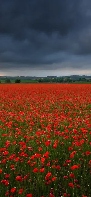 A Captivating Poppy Field In Full Bloom Wallpaper