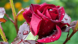 A Captivating Red Rose Amidst Raindrops Wallpaper