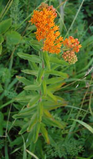 A Captivatingly Bright Garden Of Butterfly Weed. Wallpaper