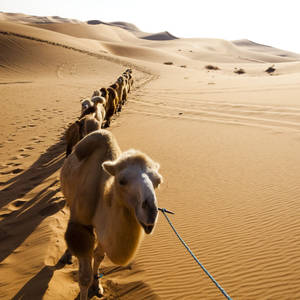 A Caravan Of Majestic White Camels Wallpaper