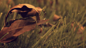 A Carpet Of Brown Leaves On A Forest Floor Wallpaper