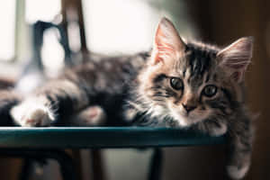 A Cat Contemplating Life On Its Desktop Wallpaper