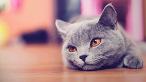 A Cat Lying Down, Looking Around Wallpaper