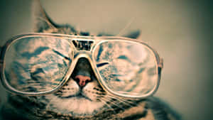 A Cat Wearing Sunglasses Wallpaper