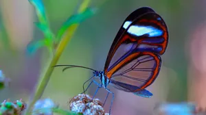 A Celestial Sky Of Blue, Purple And Yellow, Radiating With Stars And Nebulas Wallpaper