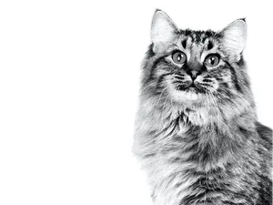 A Charming American Bobtail Cat Posing In A Natural Setting Wallpaper