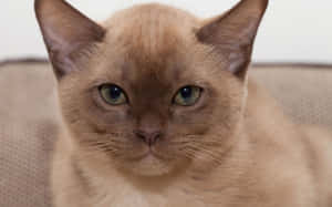 A Charming Burmese Cat Resting Comfortably Wallpaper