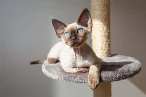 A Charming Devon Rex Cat Resting Comfortably Indoors Wallpaper