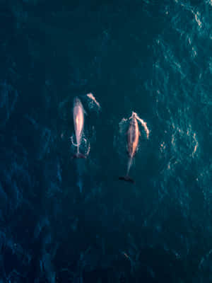 A Cheerful Pink Dolphin Swims In The Warm Caribbean Ocean. Wallpaper