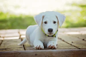 A Cheerful Yellow Labrador Playing Outdoors Wallpaper