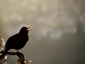 A Chorus Of Birds Singing In A Lush, Green Forest Wallpaper